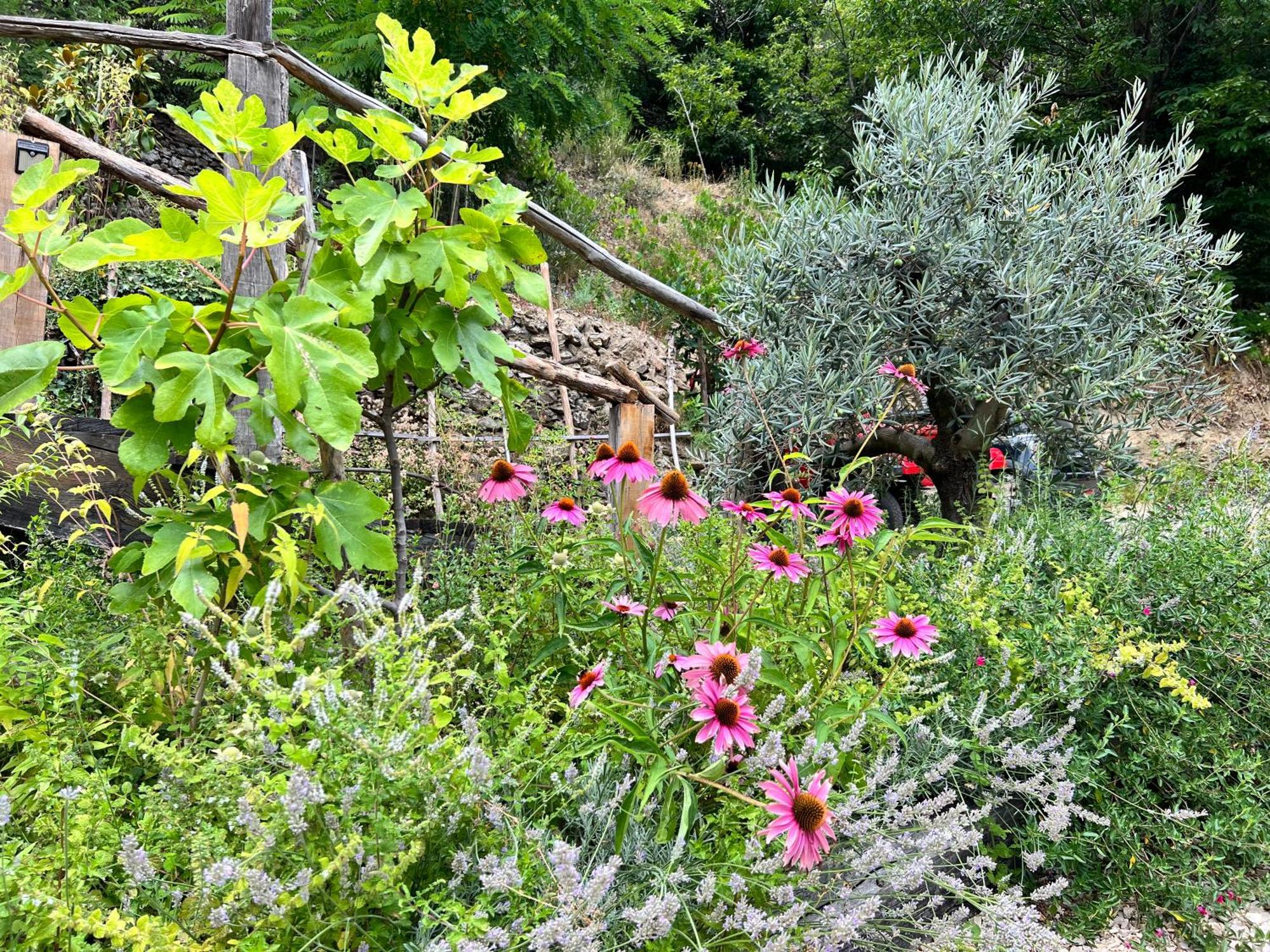 Les Magnels Bed and Breakfast Valleraugue Εξωτερικό φωτογραφία